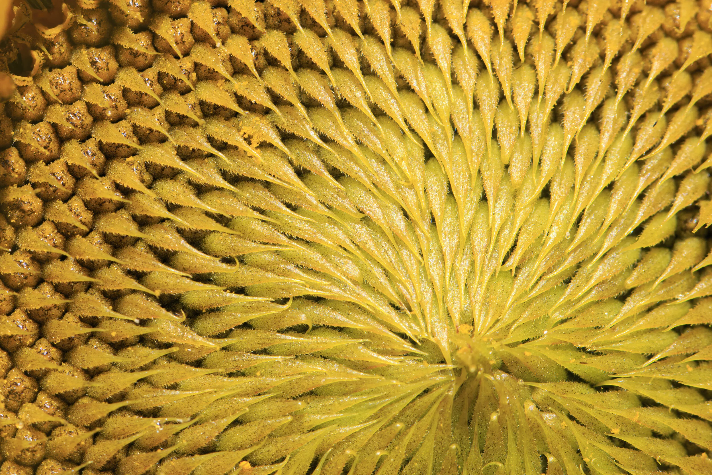 Sunflower - SR1A3116.jpg