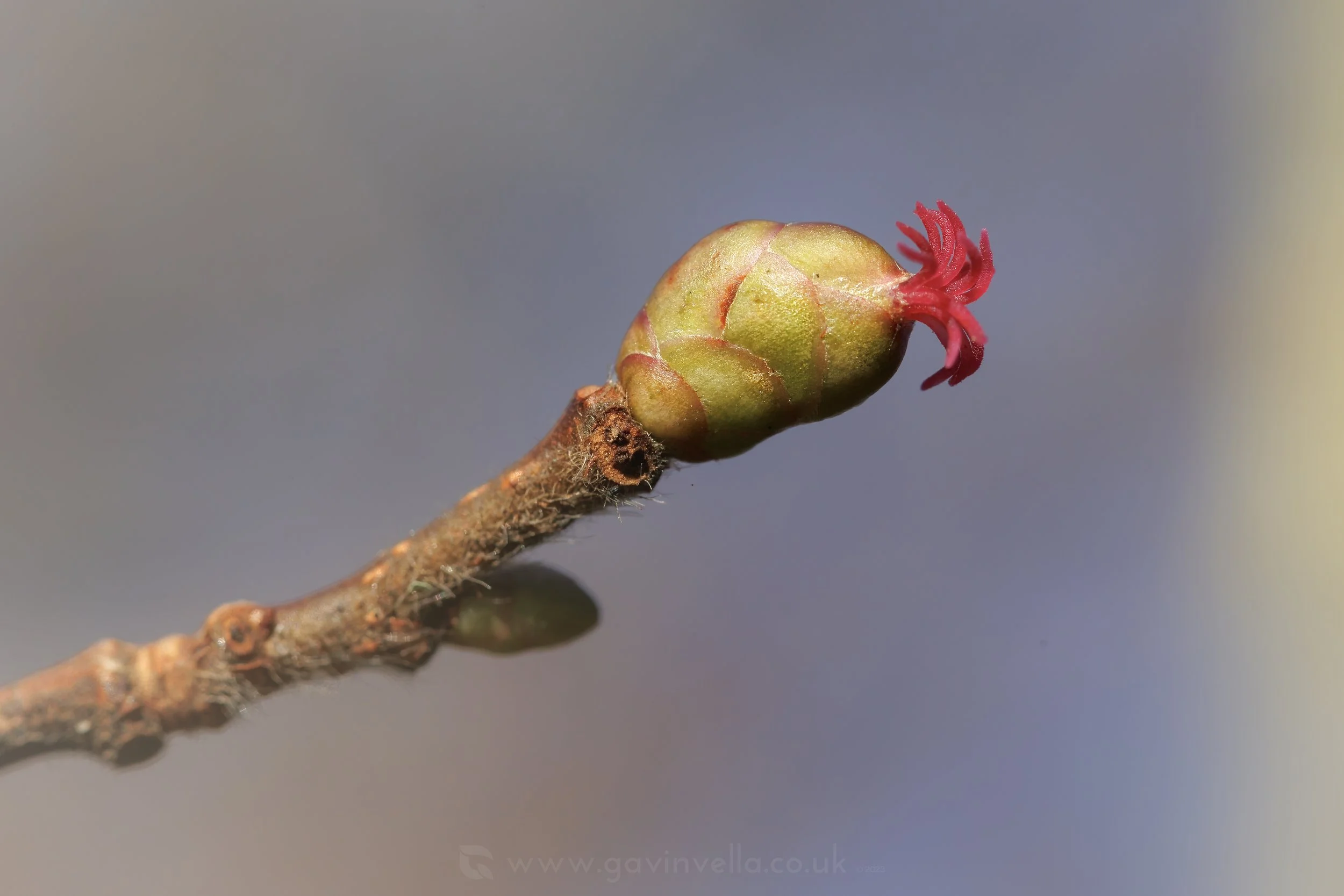 Getting to know Trees in Winter - January 24th