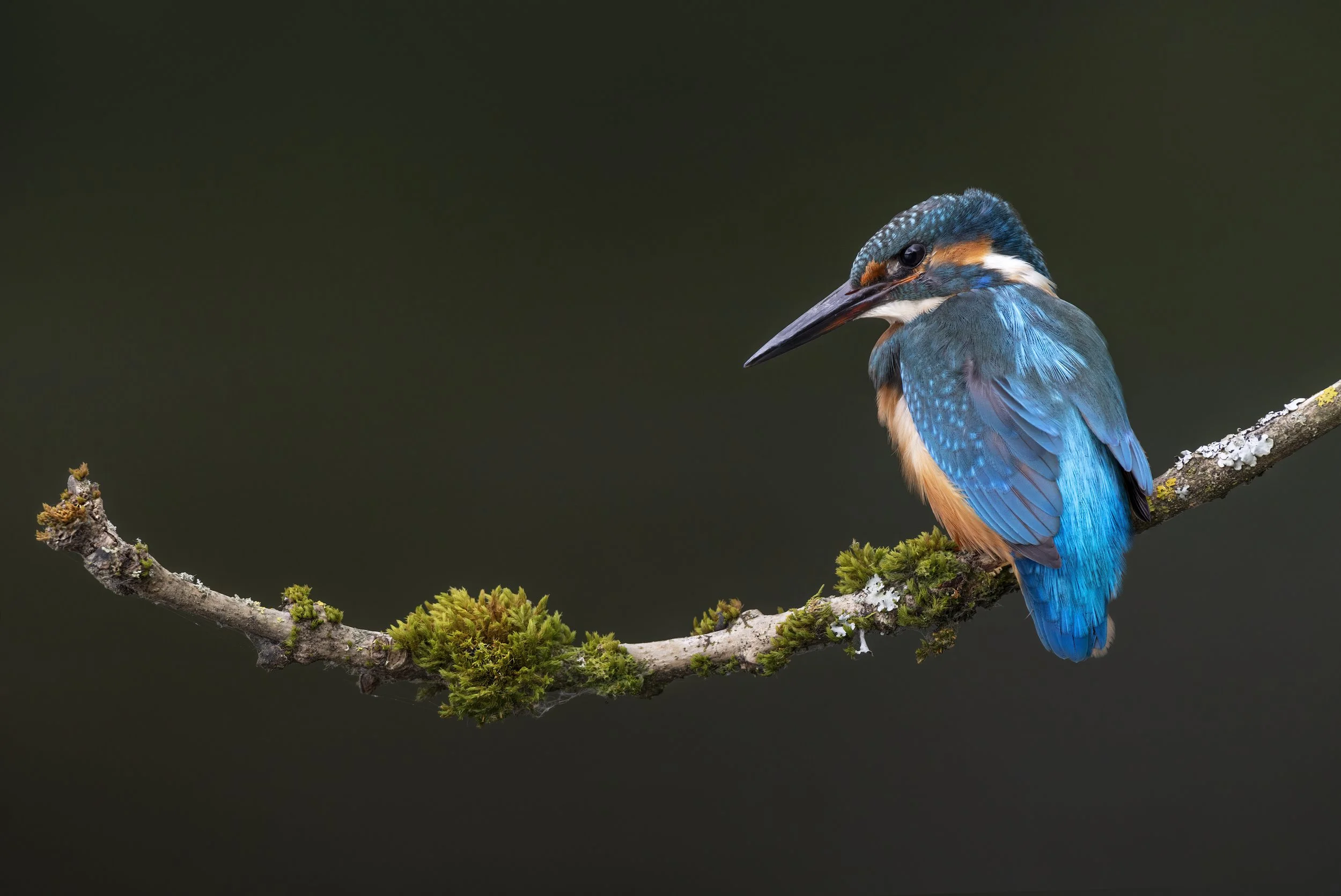 Noticing Nature Walk - Pontymoile Basin - December 8th 