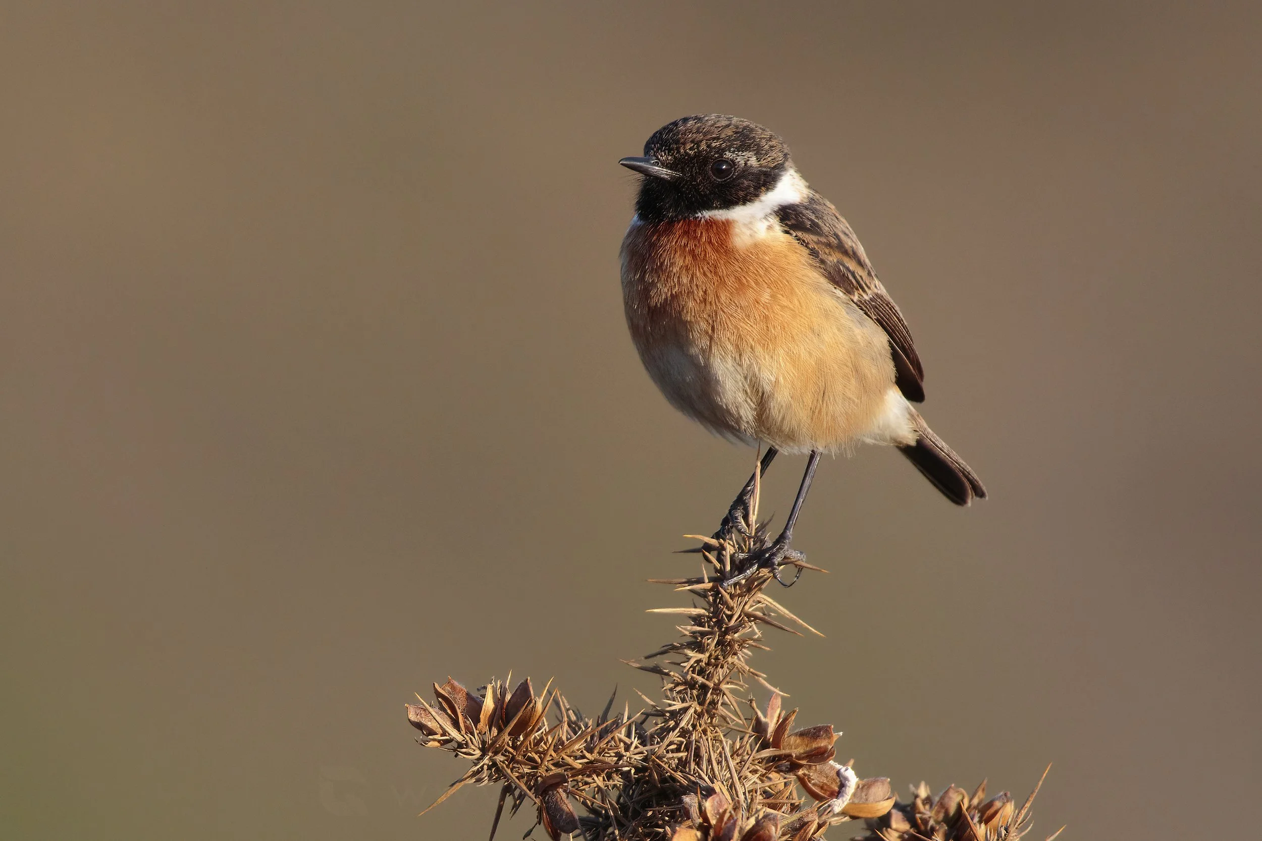 Noticing Nature Walk  - Pwll Du - March 16th