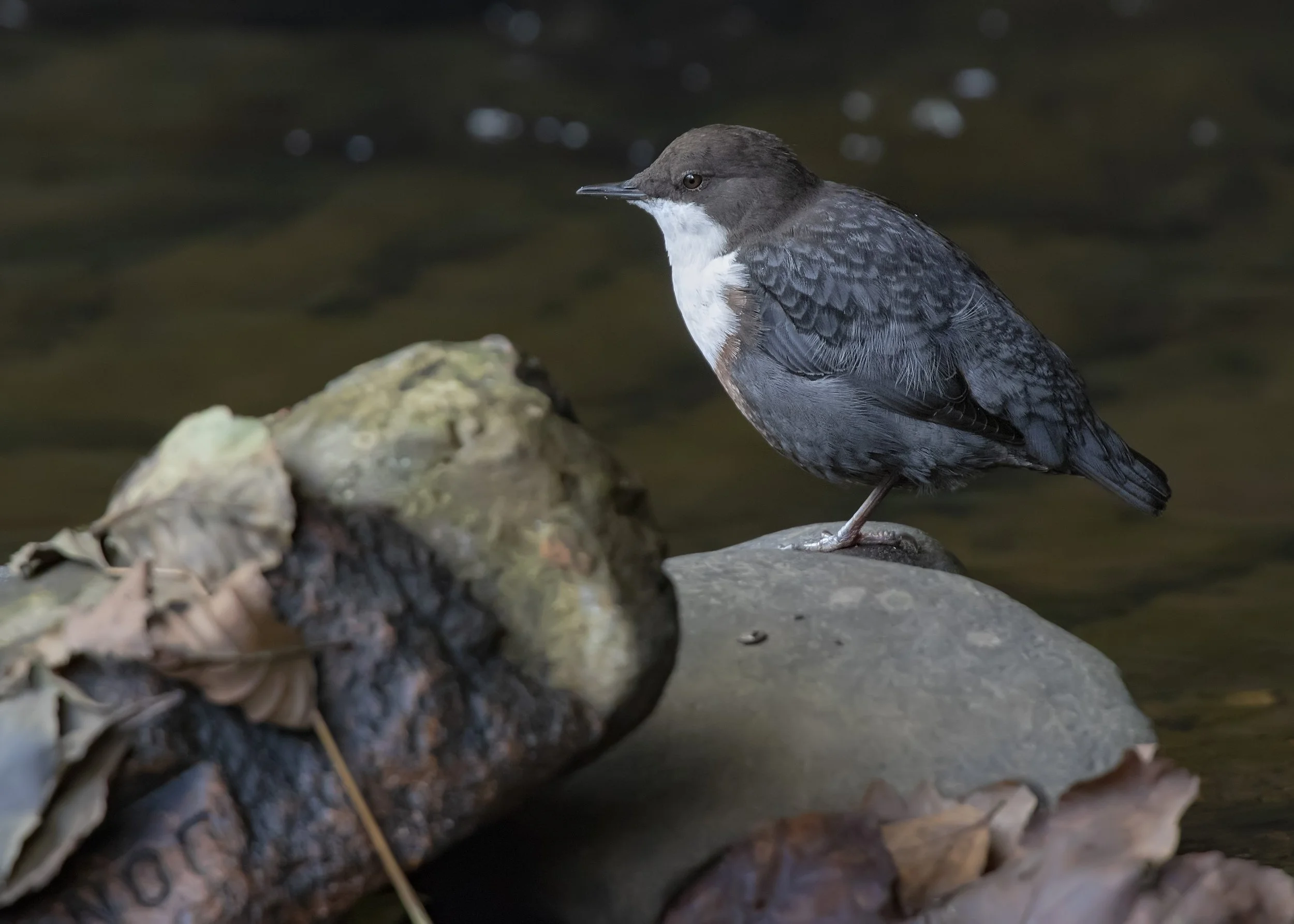 Noticing Nature Walk - April 6th - Llanfrechfa Way 
