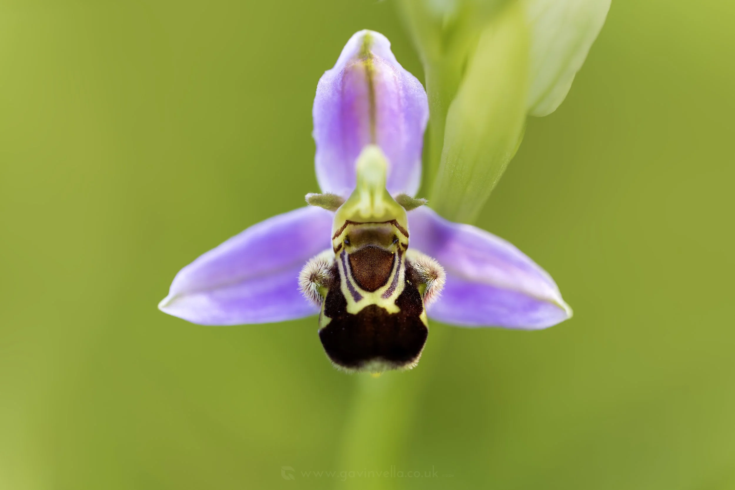 Noticing Nature Walk - Tirpentwys Nature Reserve - April 20th