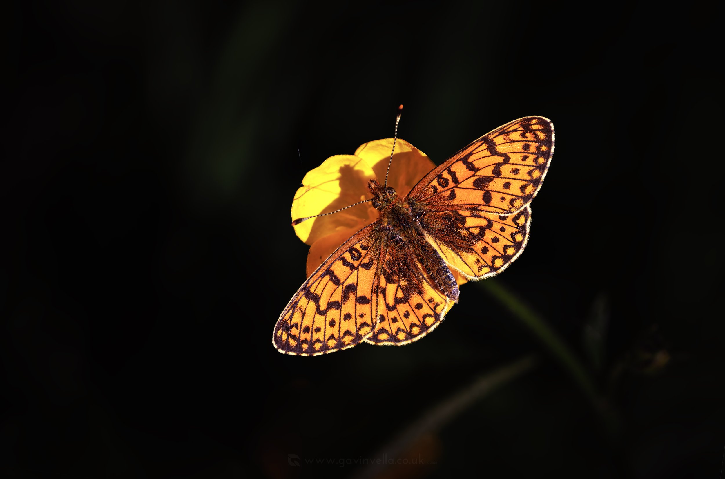 Noticing Nature Walk  - Blaenserchan Valley - March 2nd