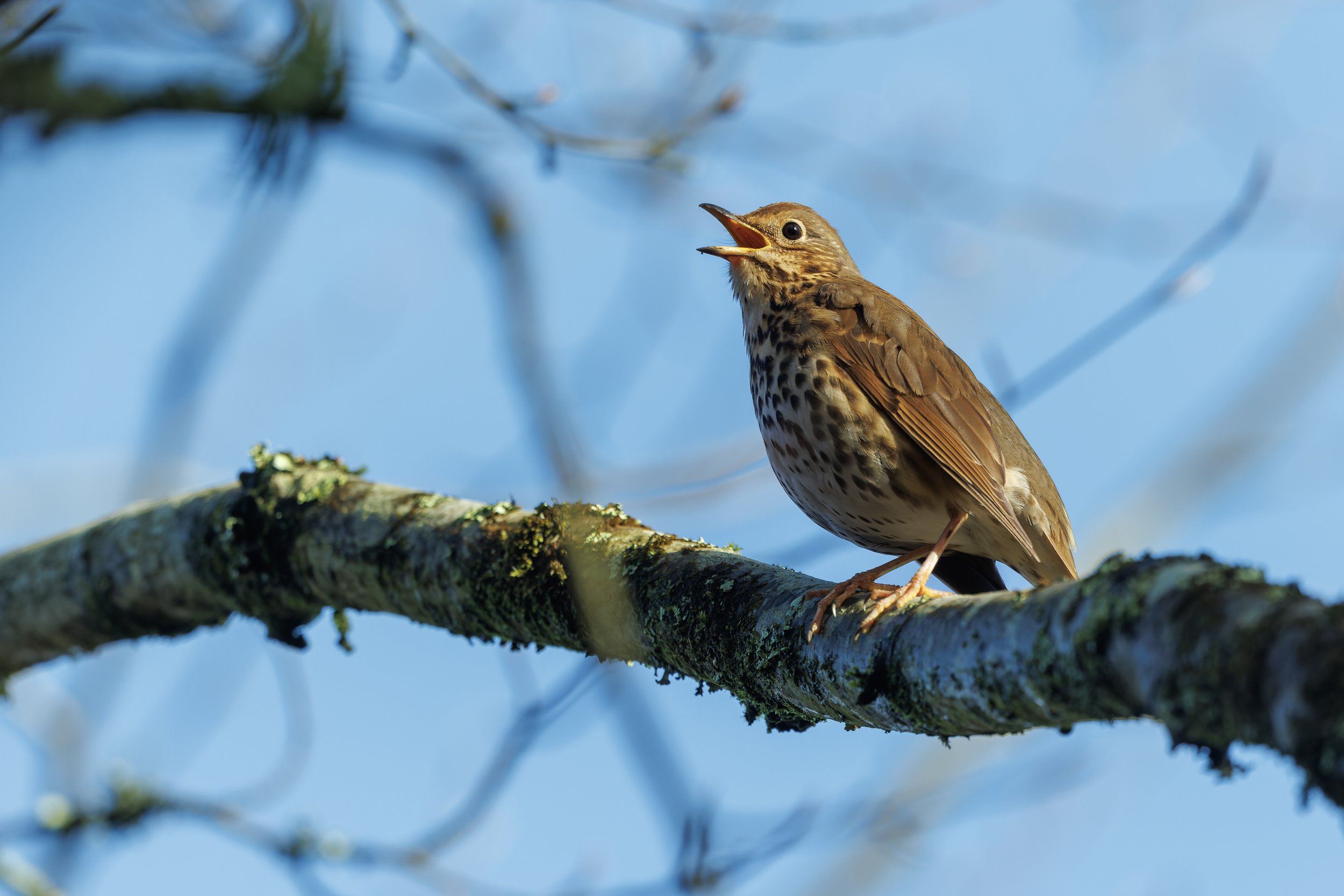 Getting to know Birds Song -March 21st