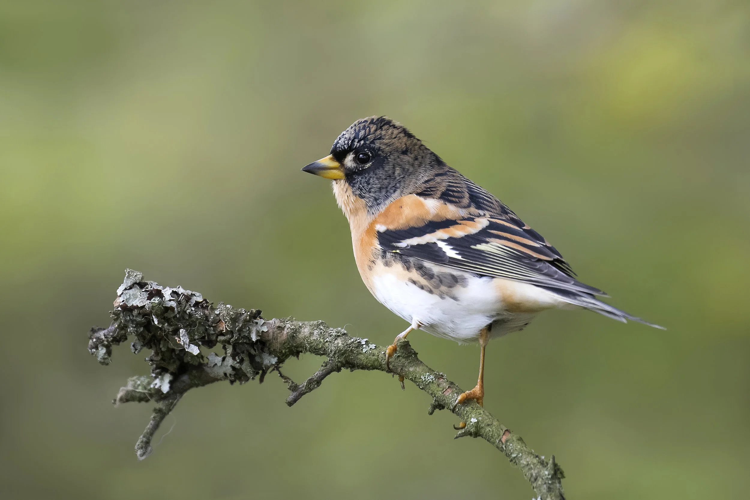 Getting to know Winter Birds - February 14th