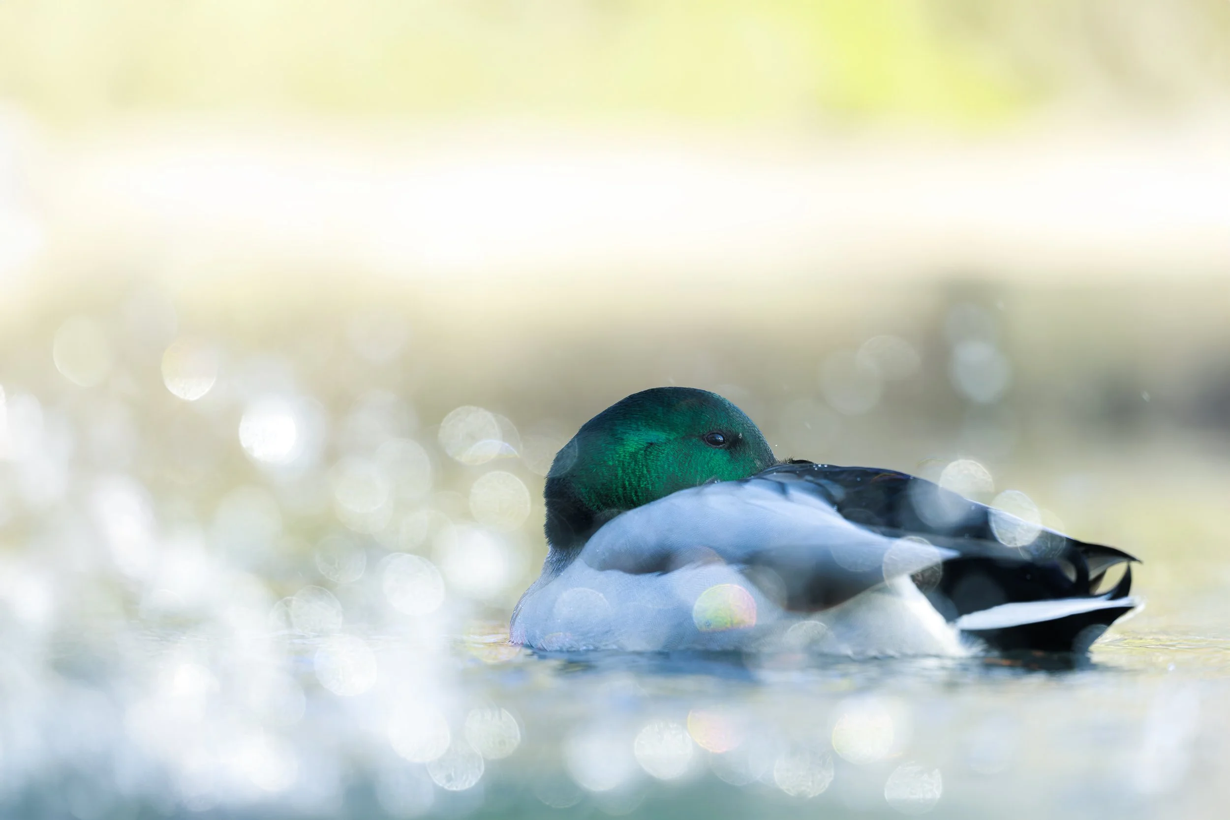 Noticing Nature Walk - Five Locks - February 9th