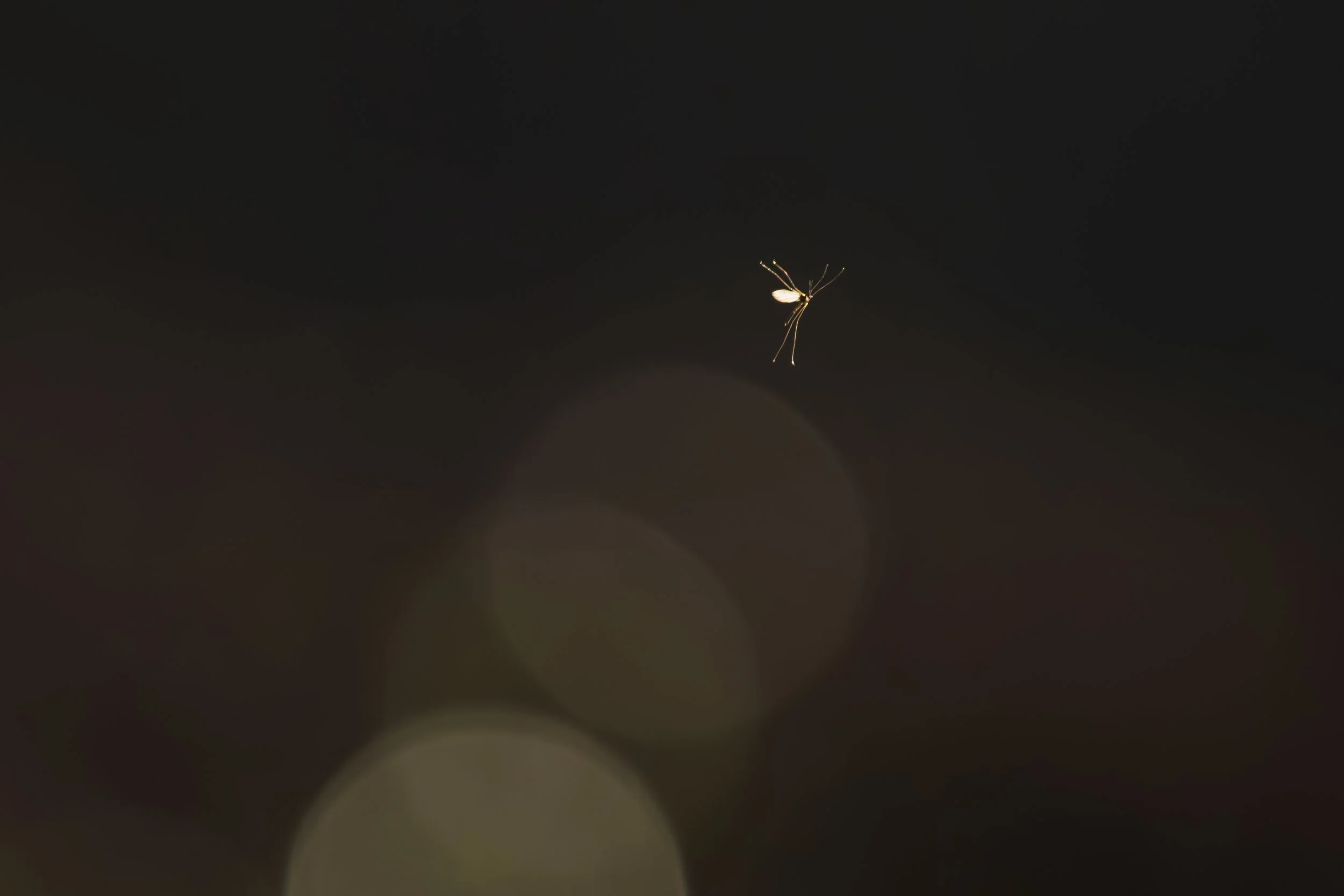 Getting to know Winter Birds - February 14th