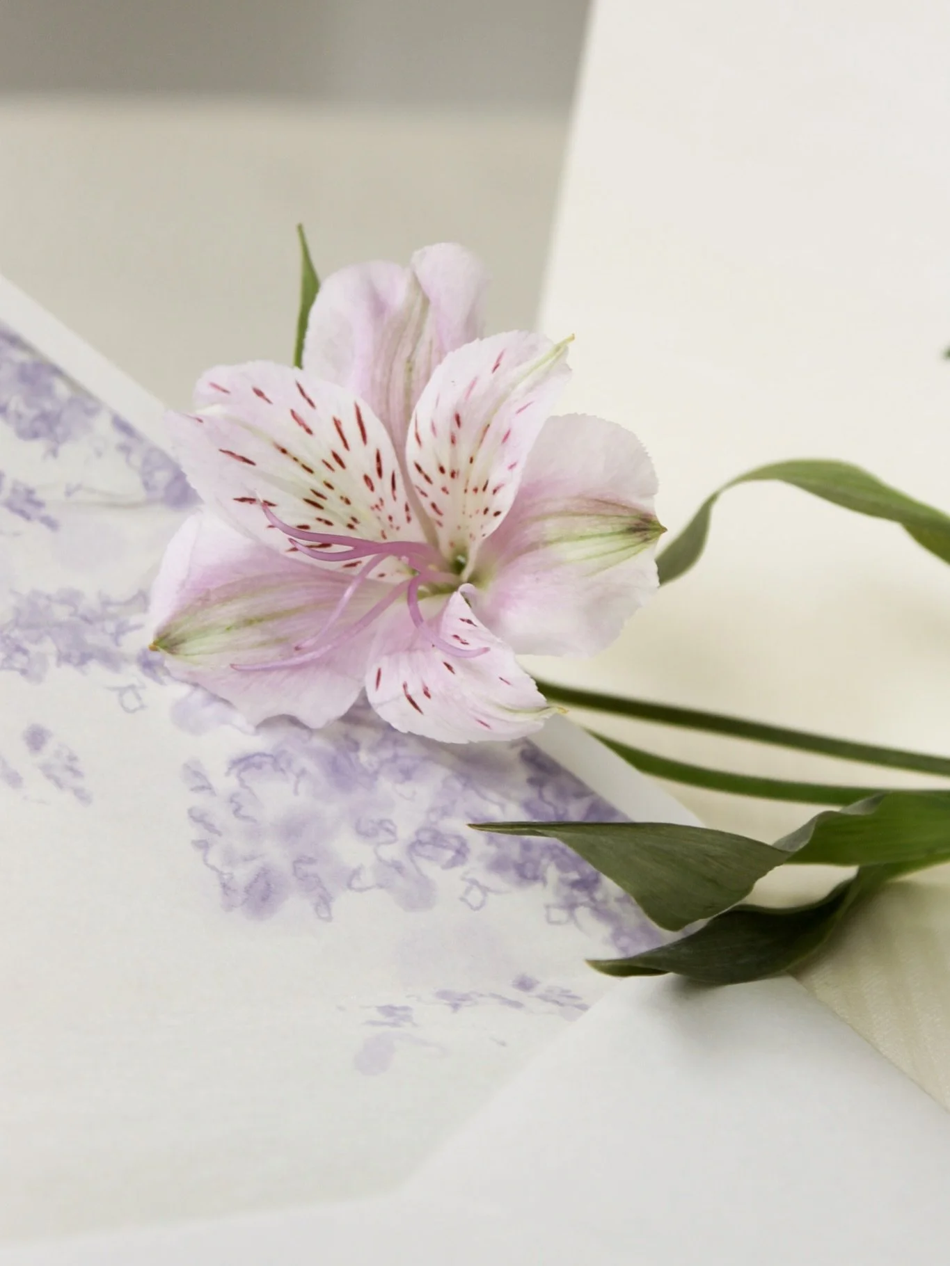 It&rsquo;s spring in Argentina and our feed is blooming with Jacarandas🪻🤍

Amalia &amp; Alfonso celebrated their wedding yesterday 🤍 Discover how the jacaranda tree and its flowers were the protagonists of their stationery 👩🏻&zwj;🎨 

BONUS! Lea