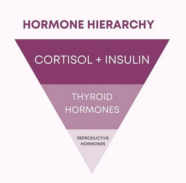 The hormonal hierarchy