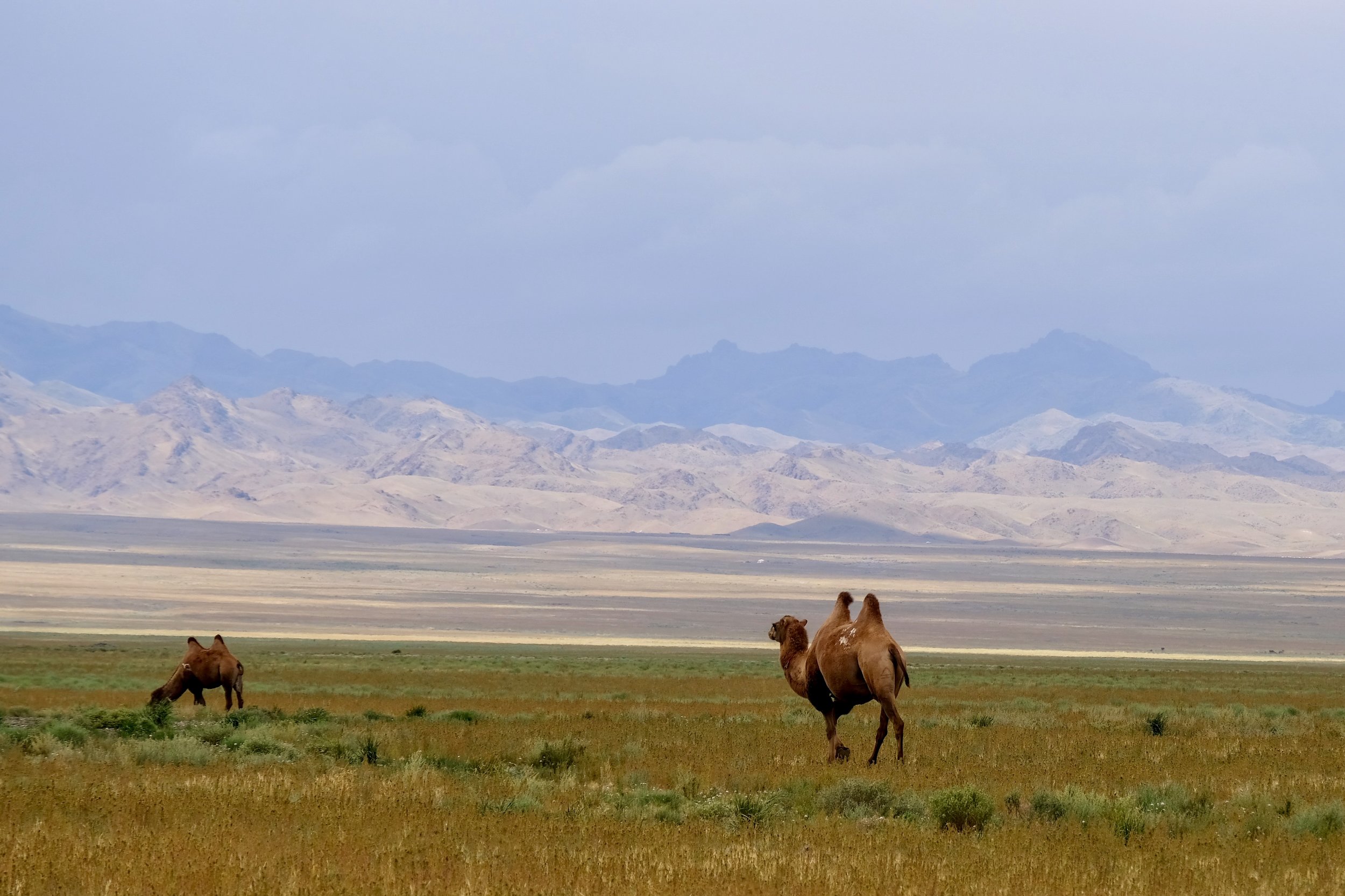 Alone in the Gobi