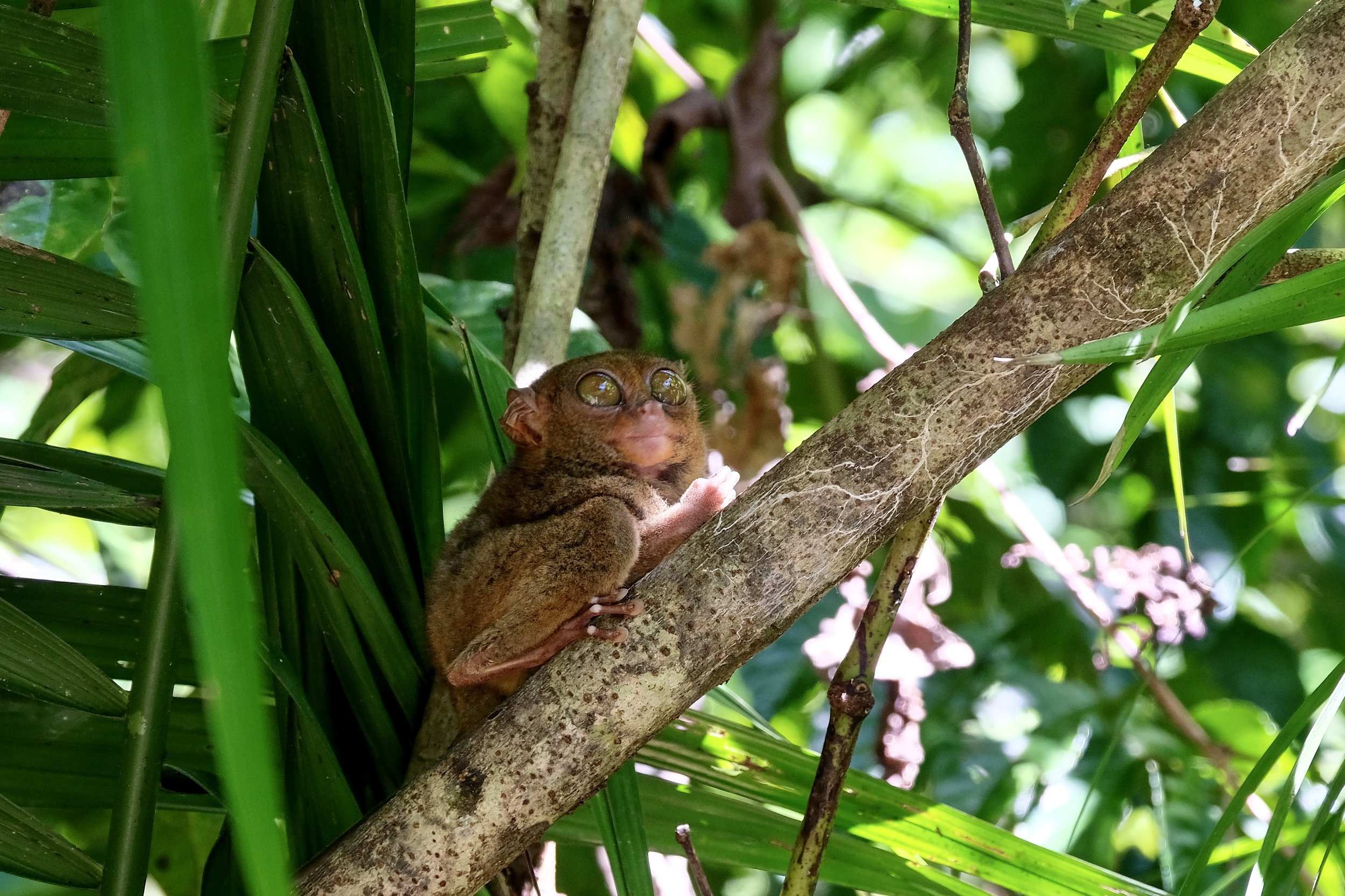 Tracking Tarsiers