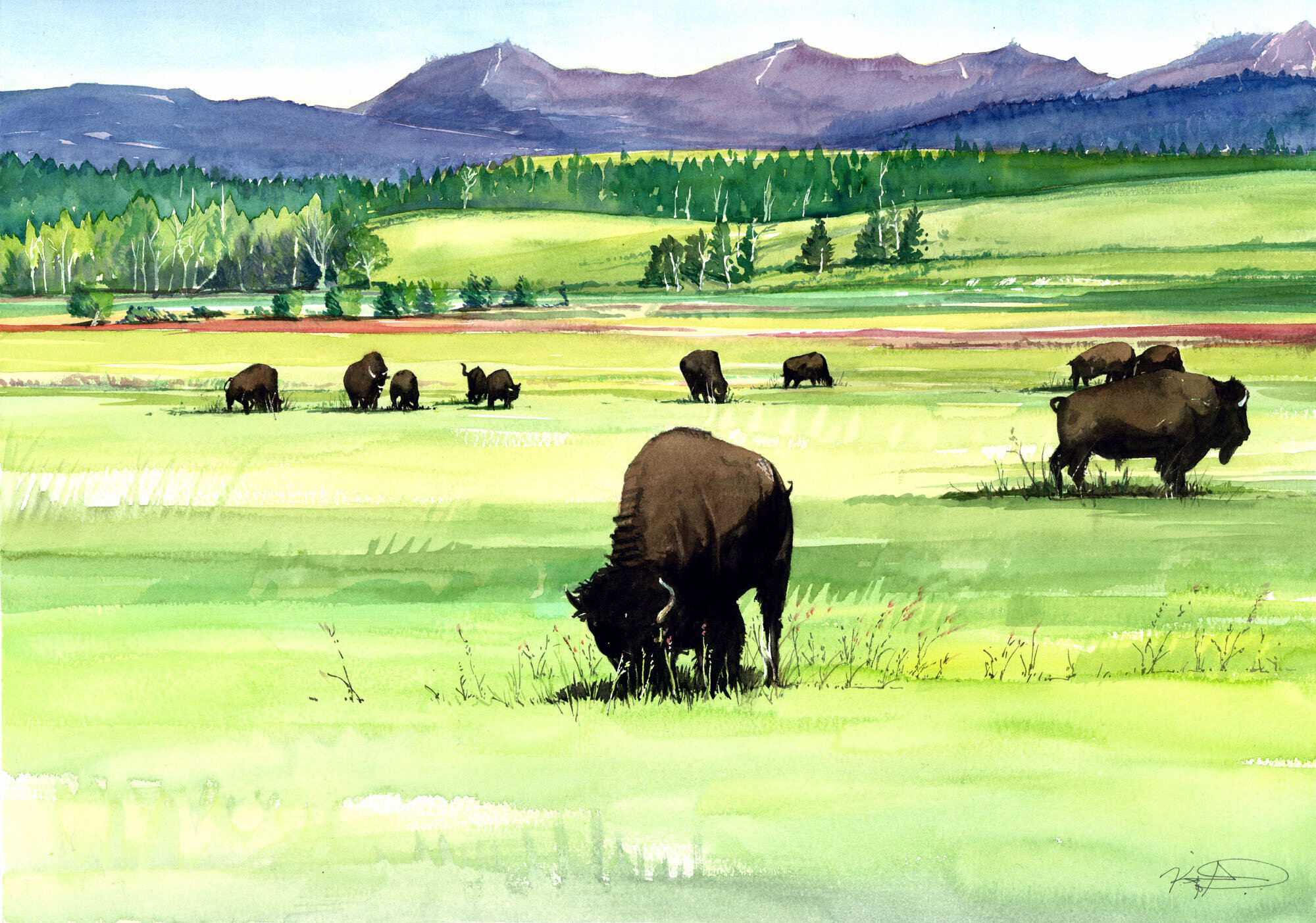 19082 L Bison Frolic.jpg
