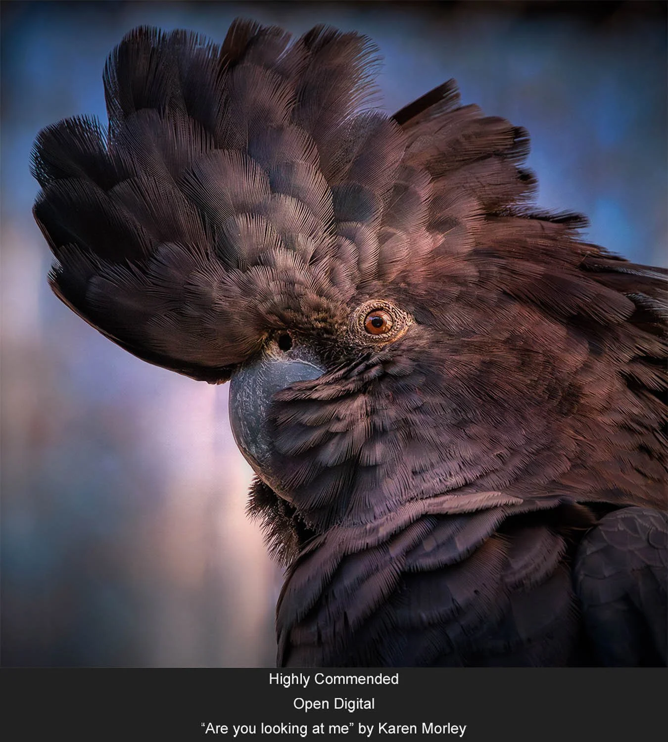 Highly Commended - Open Digital - “Are you looking at me” by Karen Morley.jpg