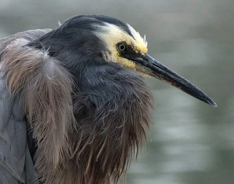 PRINT - A Grade Open - Commended - Edwards Geoff_Fine Feathered Friend