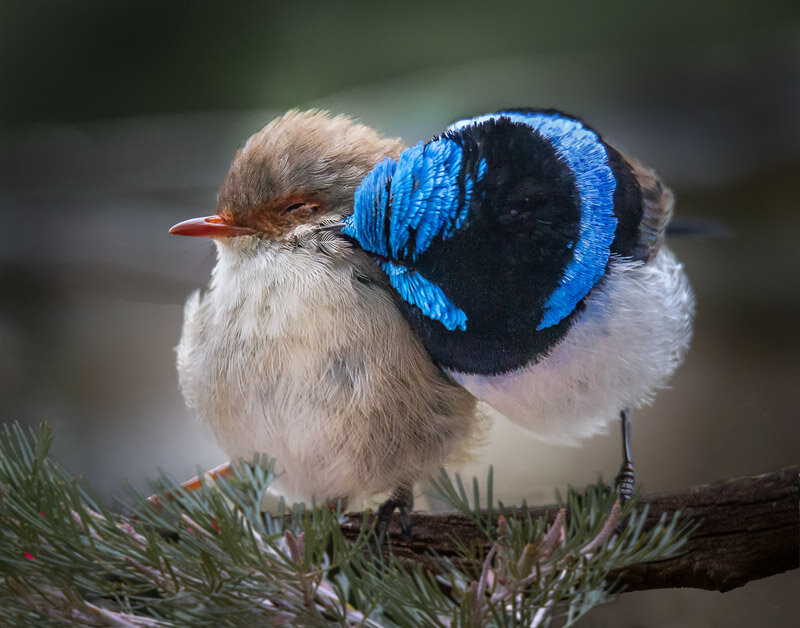 Blow in my Ear by Gary Beresford.jpg