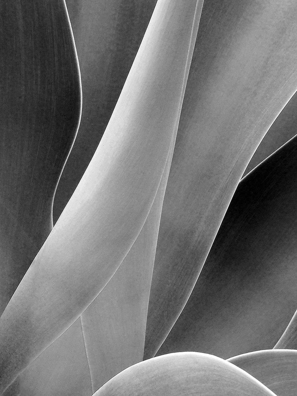 PROJECTED  -  Open: Highly Commended  - Karen Tregoning,  Agave in abstract