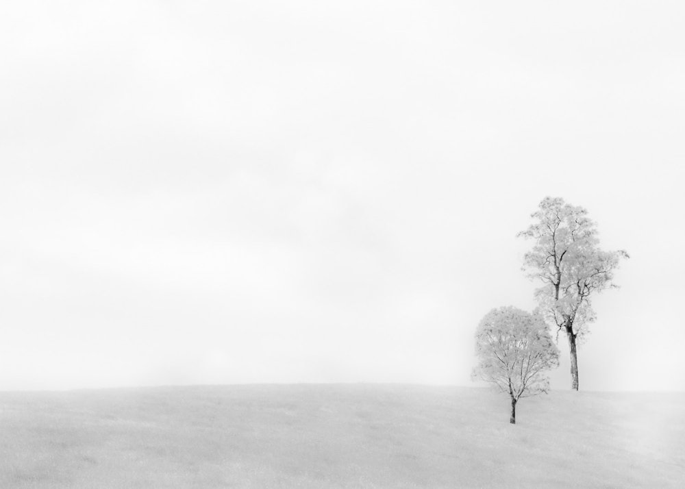 PRINT -  Set Subject:  Highly Commended  - Andrea Maloney,  2 Trees