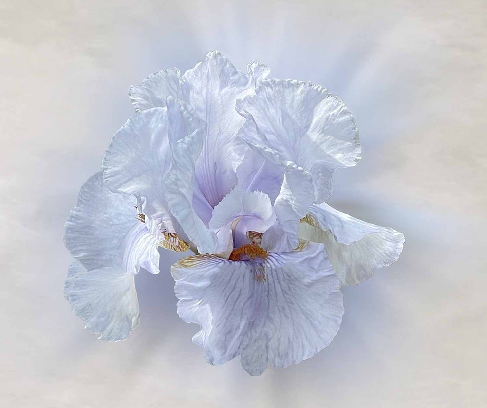PROJECTED  -  Set Subject:  Commended  - Kath Gillies,  Lilac Iris
