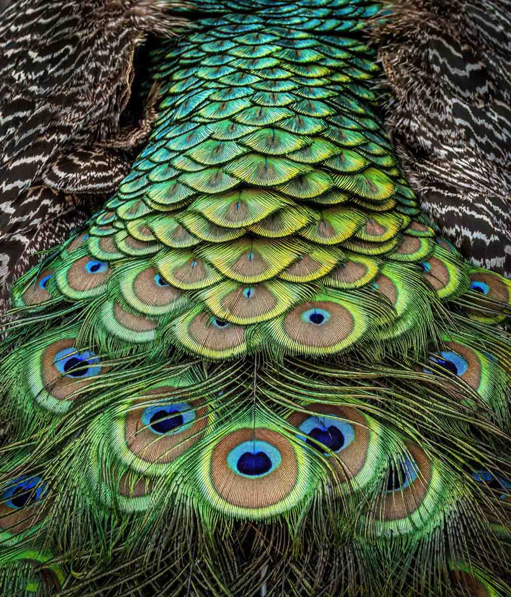 PROJECTED  -  Open: Commended  - Gary Beresford,  The Peacocks Back