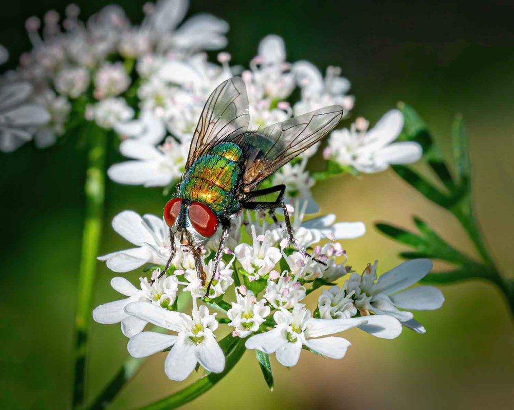 Merit: Gary Beresford, Colourful Pollinator