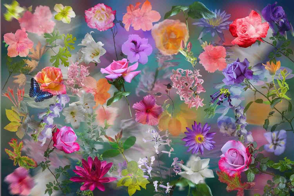 Merit: Kath Gillies, Flowers