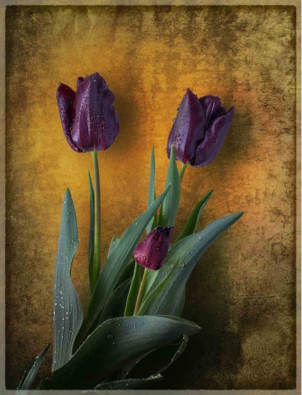 1st: Gary Beresford, Tulips