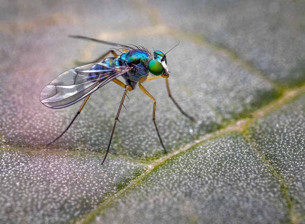 Projected - Open: Commended - Gary Beresford, Long Legged Fly