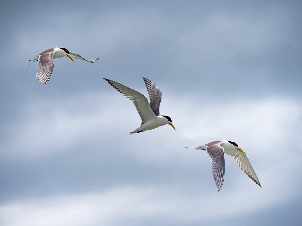 Projected - Open: Highly Commended - Gary Beresford, One good tern deserves another