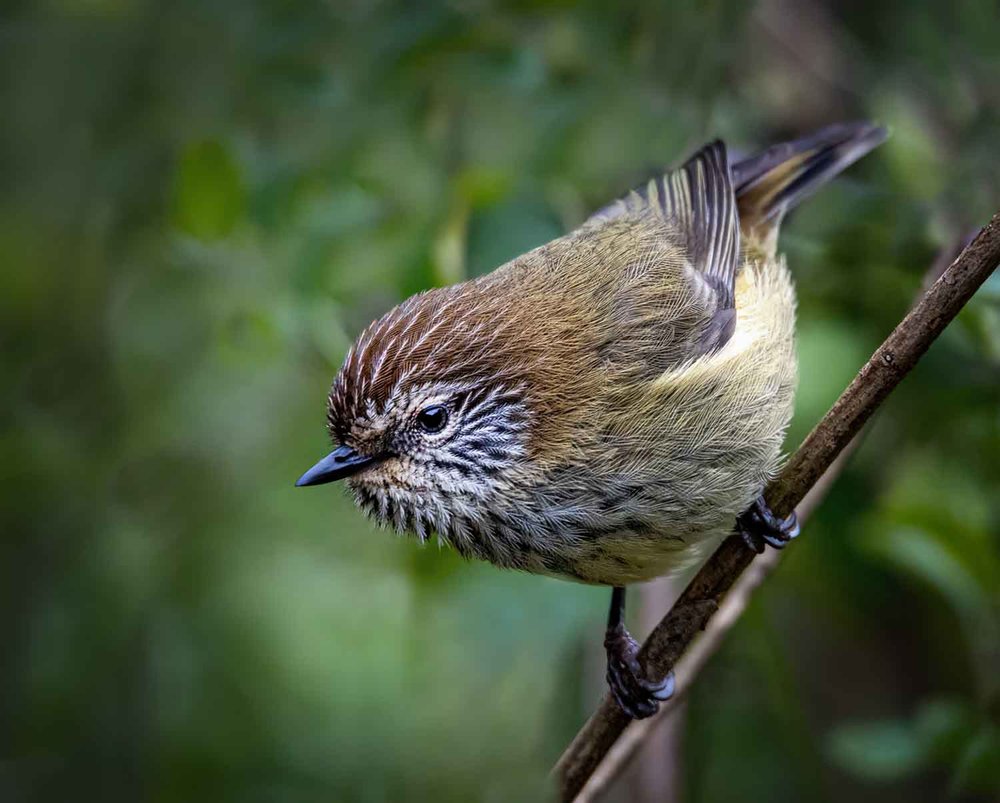 Print - Open: Highly Commended - Gary Beresford, Brown Thornbill