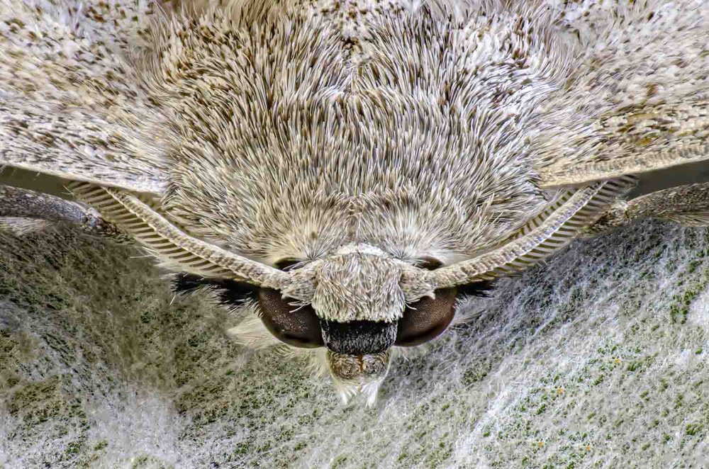Print - Open: Highly Commended - Gary Beresford, When Faced with a Moth