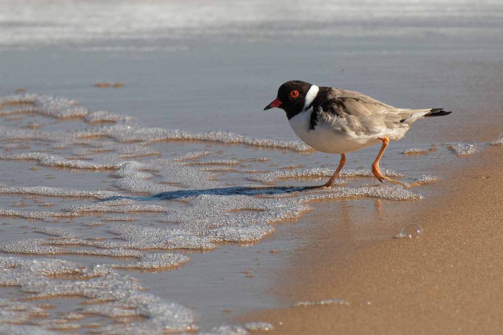 Projected - Open: Highly Commended - Linda Donald, Hooded Plover