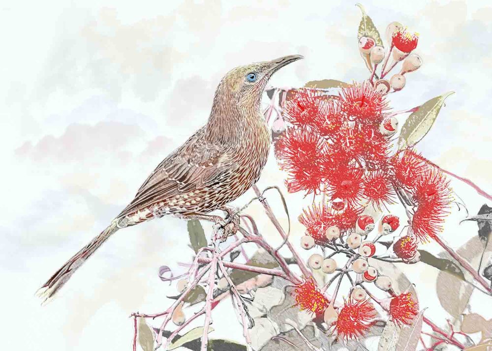 PROJECTED  -  Open: Commended  - Gary Beresford,  Wattle Bird