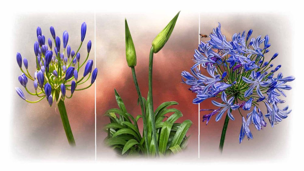 PROJECTED  -  Set Subject:  Commended  - Carolyn Brandt,  Agapanthus