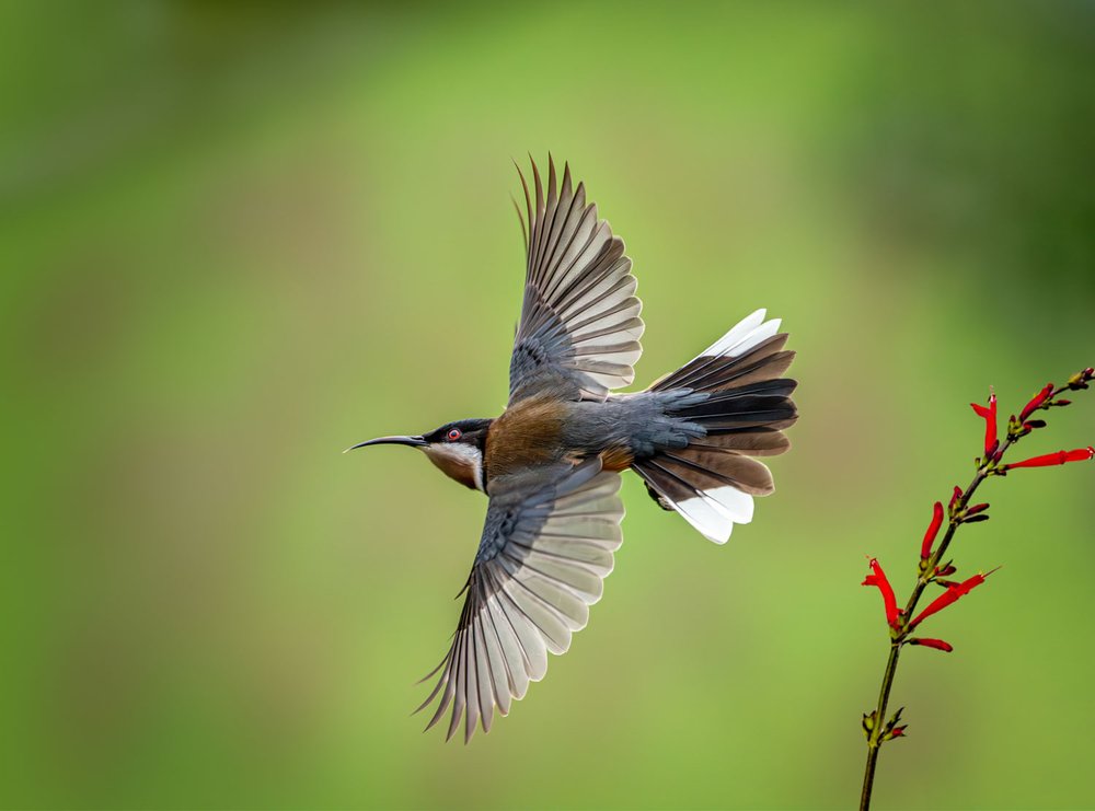 PRINT - Open: Highly Commended  - Gary Beresford,  Soaring Spinebill