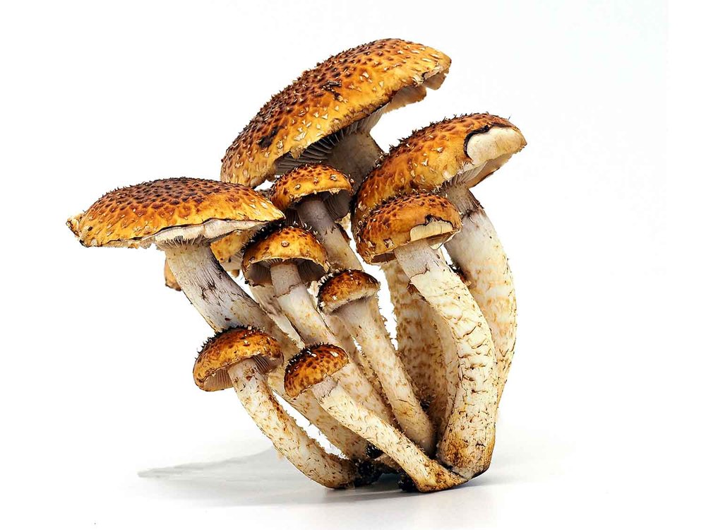 Print - Open:  Highly Commended  - Karen Tregoning,  The leaning tower of mushrooms