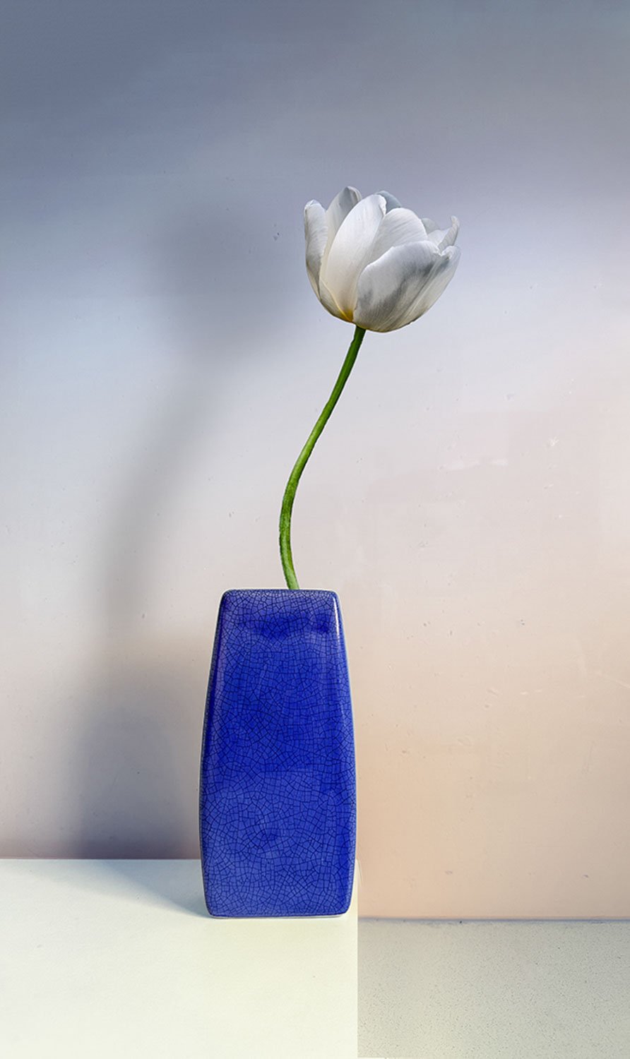 PROJECTED  -  Set Subject: -  Highly Commended  - Carolyn Brandt,  A Timely Tulip