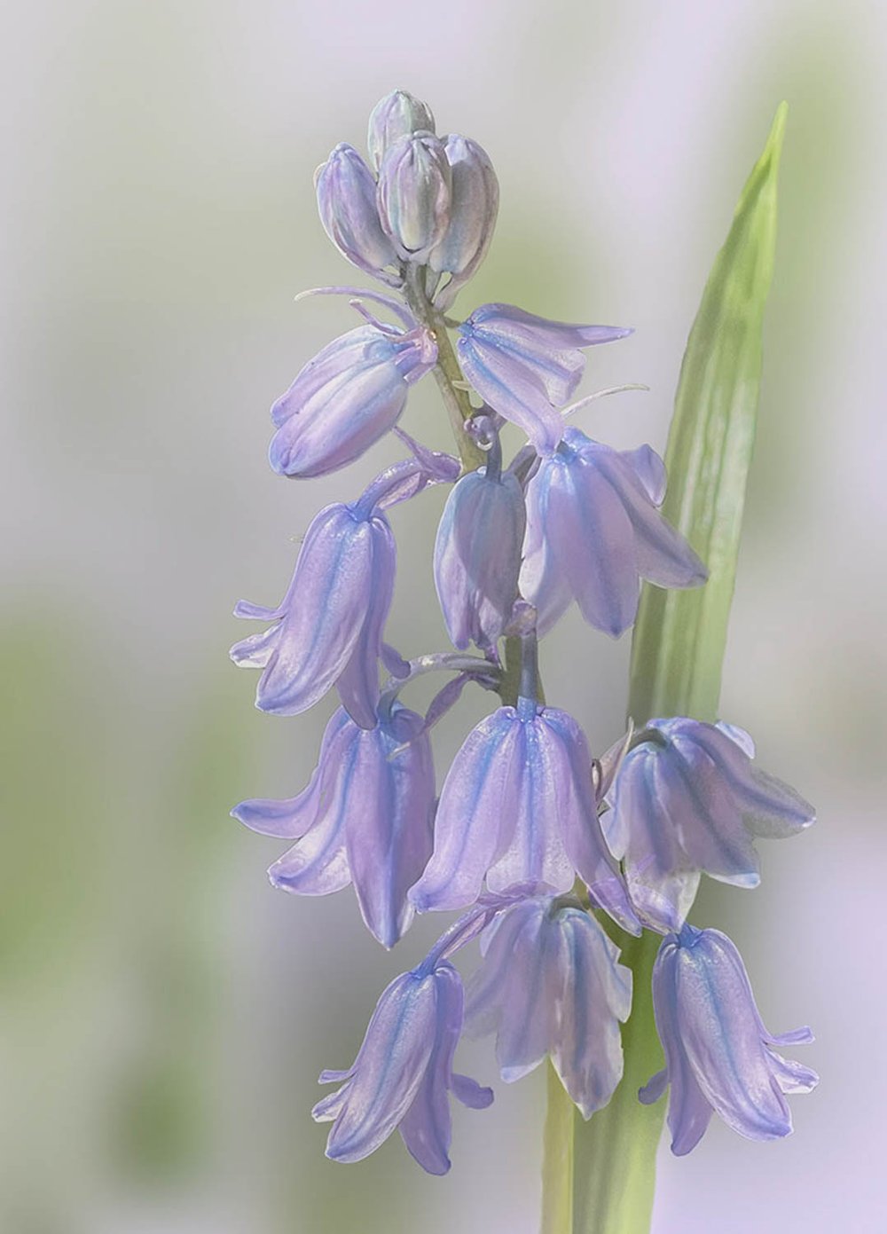 PRINT -  Set Subject:  Commended  - Kath Gillies,  Blue Bells