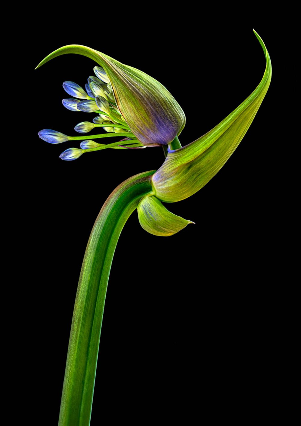 PRINT -  Set Subject:  Highly Commended  - Mario Mirabile,  The elegant weed