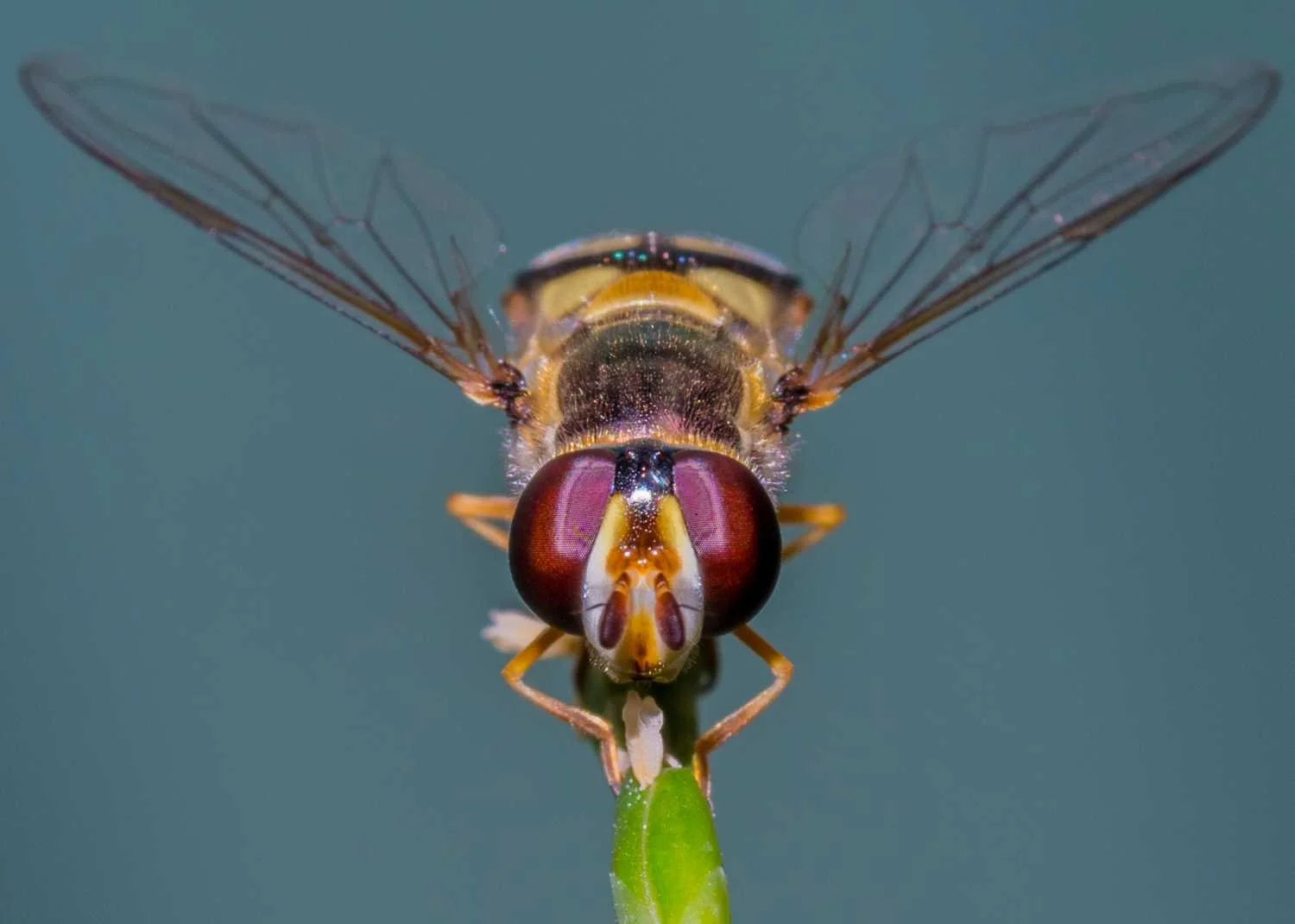 Highly Commended - Open Digital - Andrea Maloney - fly spy with my lil eye.jpg