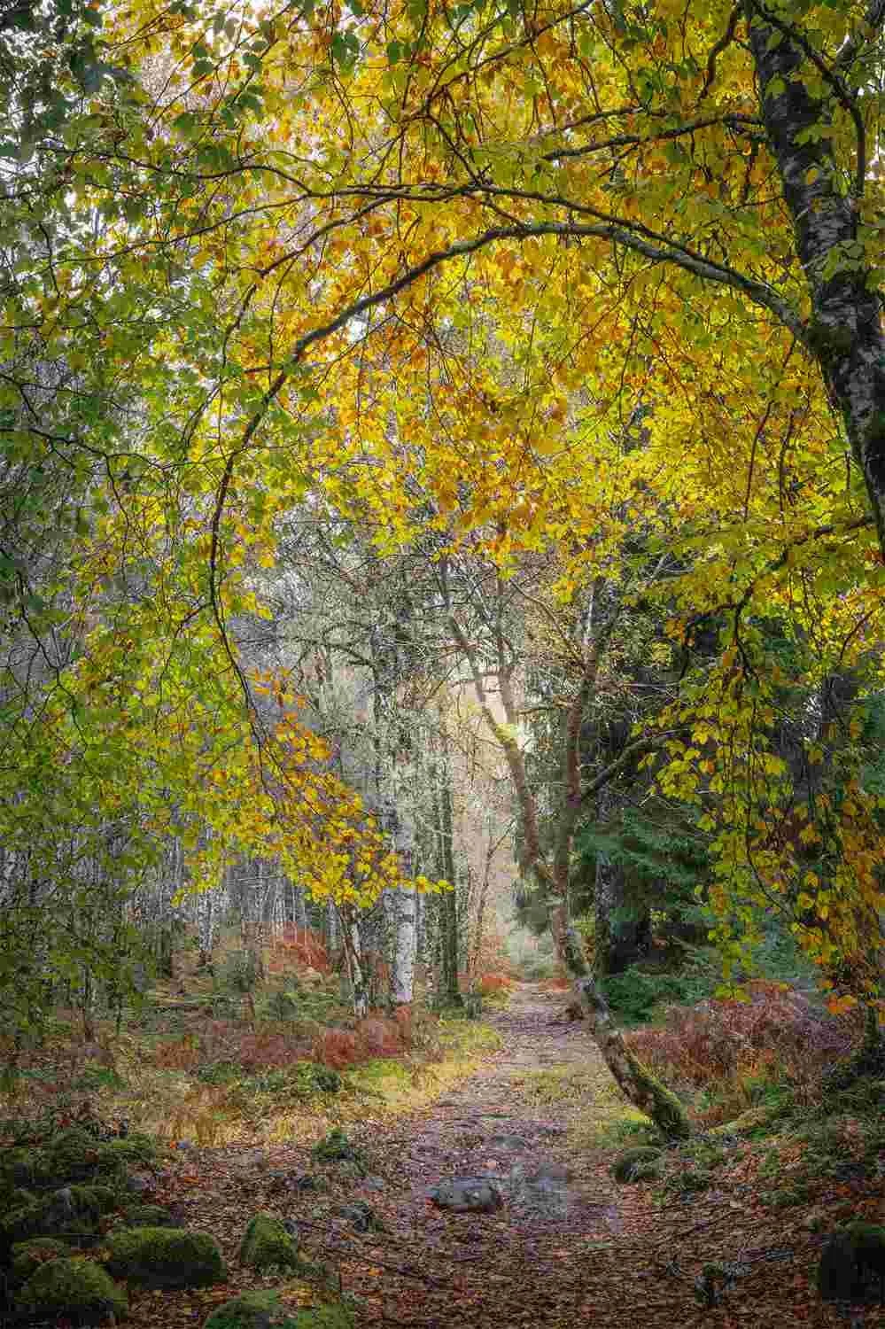 Highly Commended and Image of the Month - Open Print - Karen Morley - Golden path.jpg