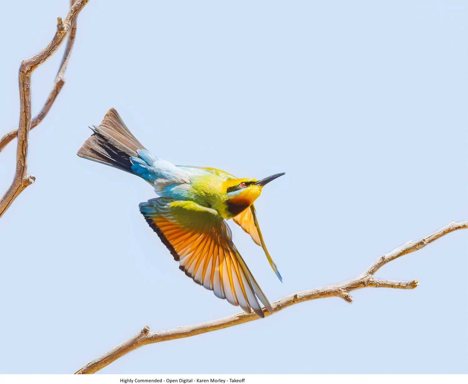 Highly Commended - Open Digital - Karen Morley - Takeoff.jpg
