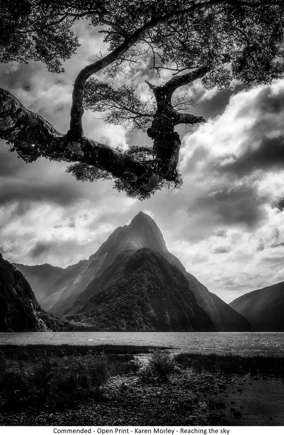 Commended - Open Print - Karen Morley - Reaching the sky.jpg