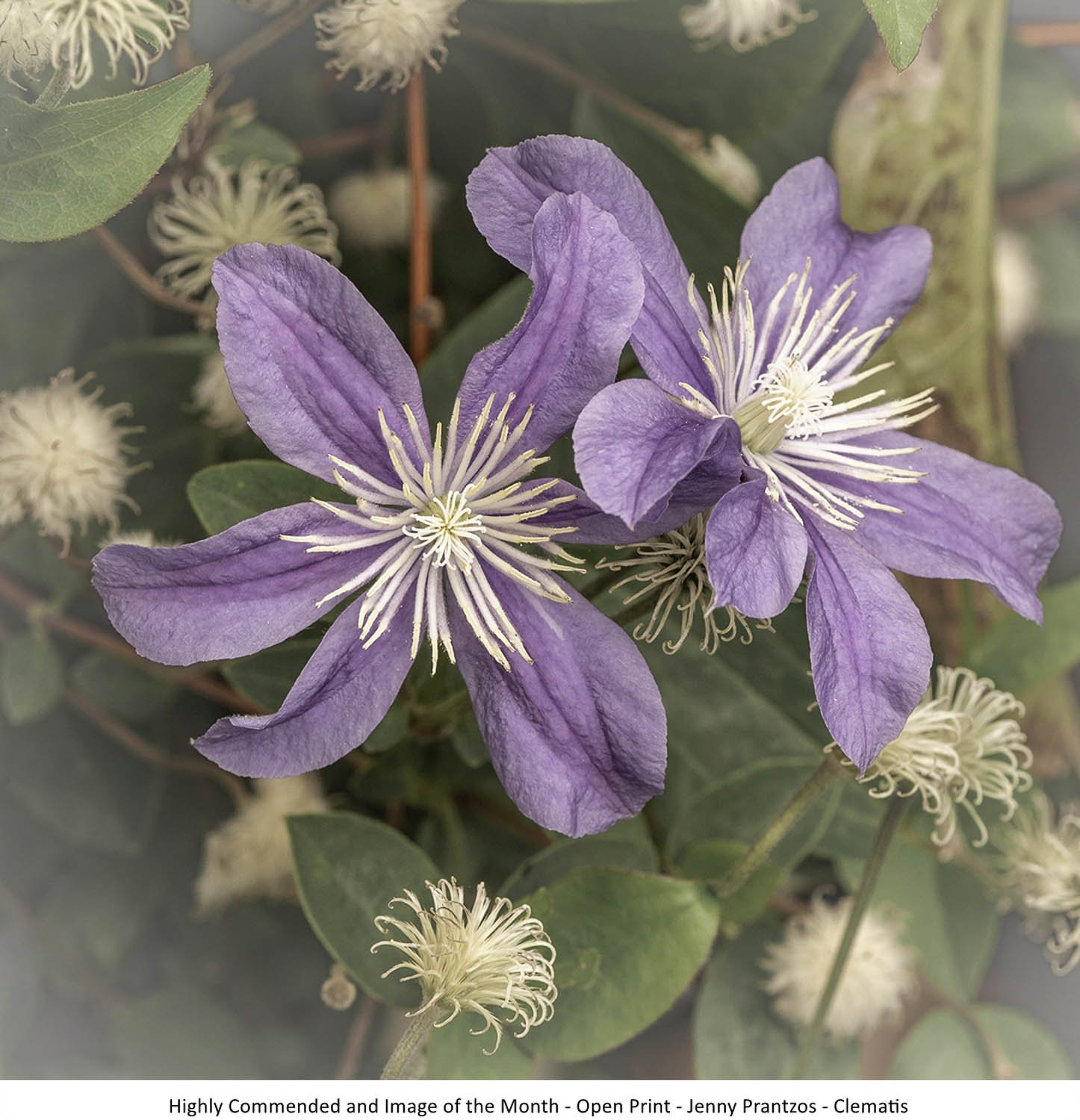 Highly Commended and Image of the Month - Open Print - Jenny Prantzos - Clematis.jpg