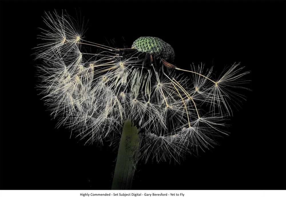 Highly Commended - Set Subject Digital - Gary Beresford - Yet to Fly.jpg
