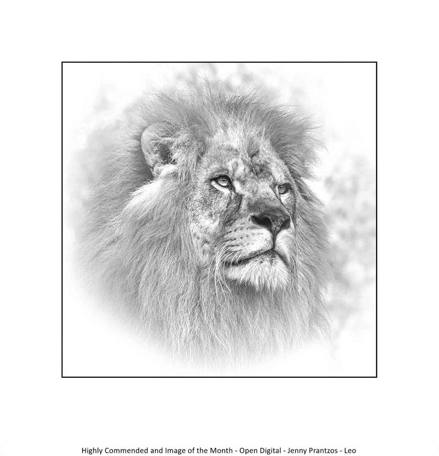 Highly Commended and Image of the Month - Open Digital - Jenny Prantzos - Leo.jpg