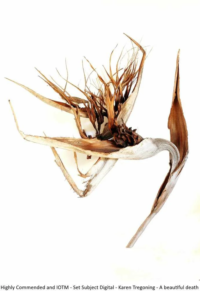 Highly Commended and IOTM - Set Subject Digital - Karen Tregoning - A beautiful death.jpg