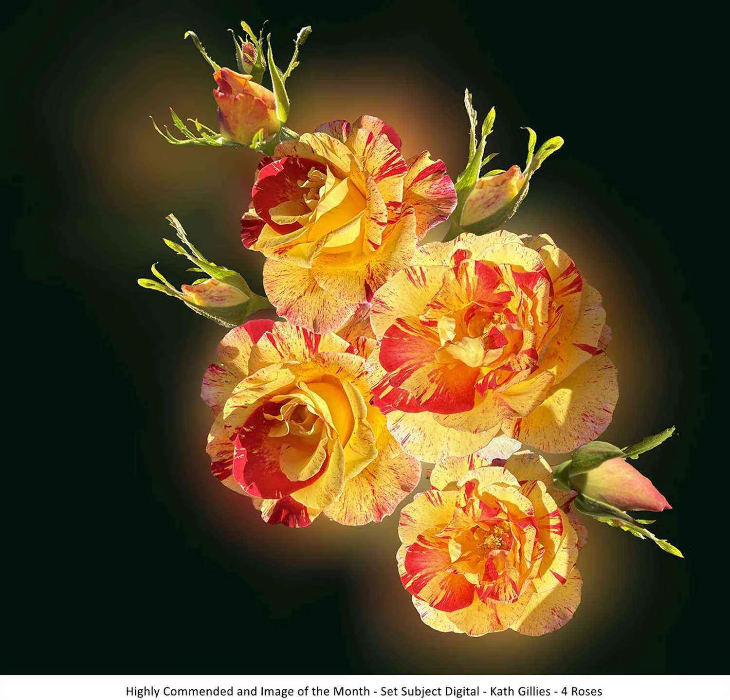Highly Commended and Image of the Month - Set Subject Digital - Kath Gillies - 4 Roses.jpg
