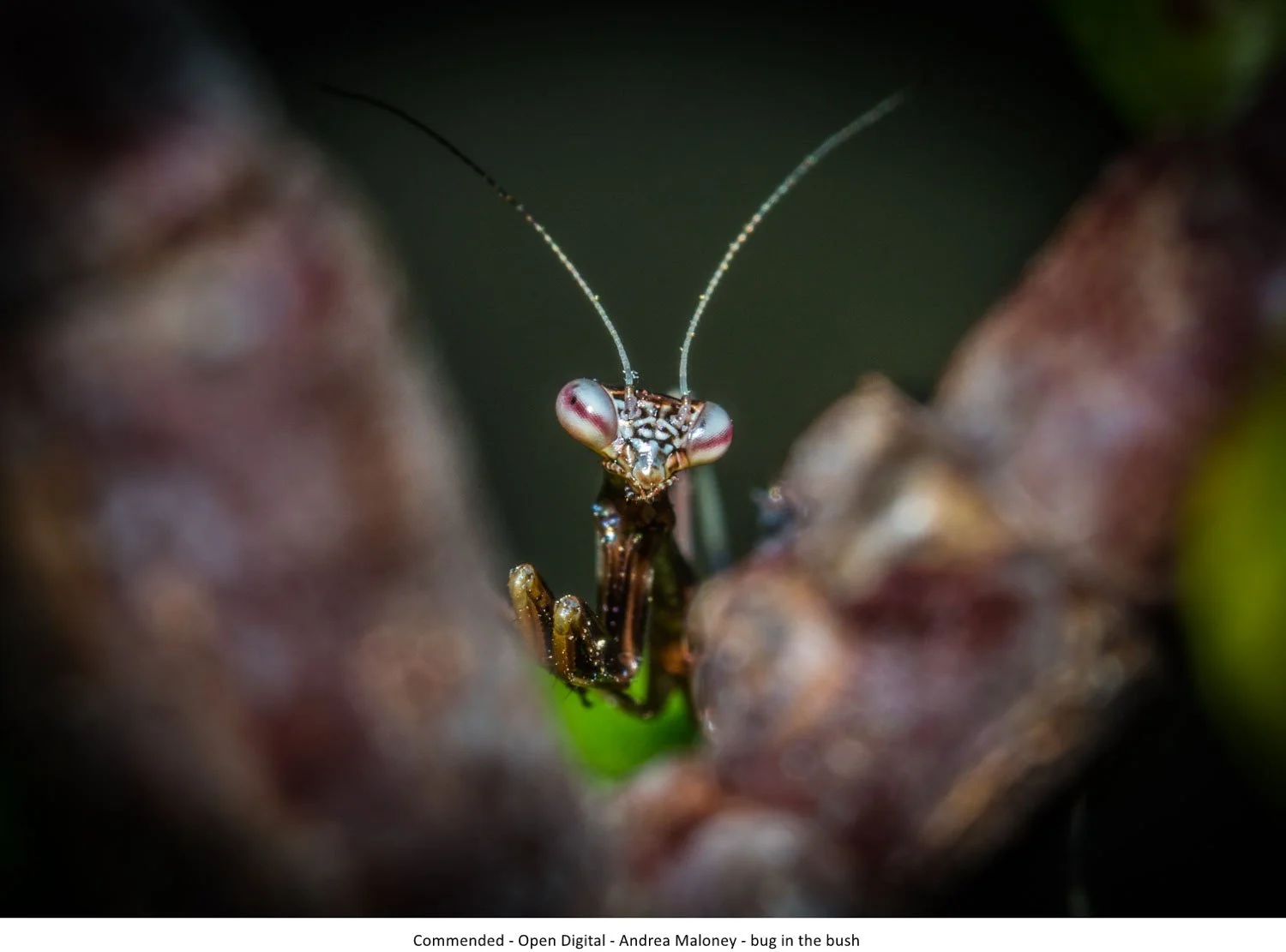 Commended - Open Digital - Andrea Maloney - bug in the bush.jpg