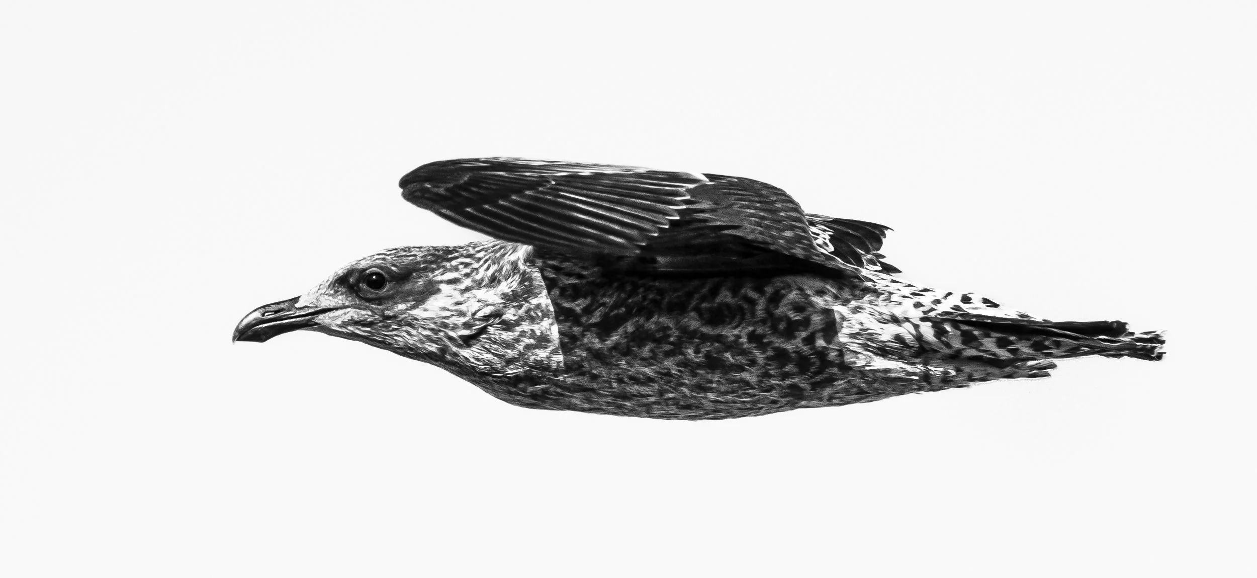 Black and White Hi Key-0501.JPG