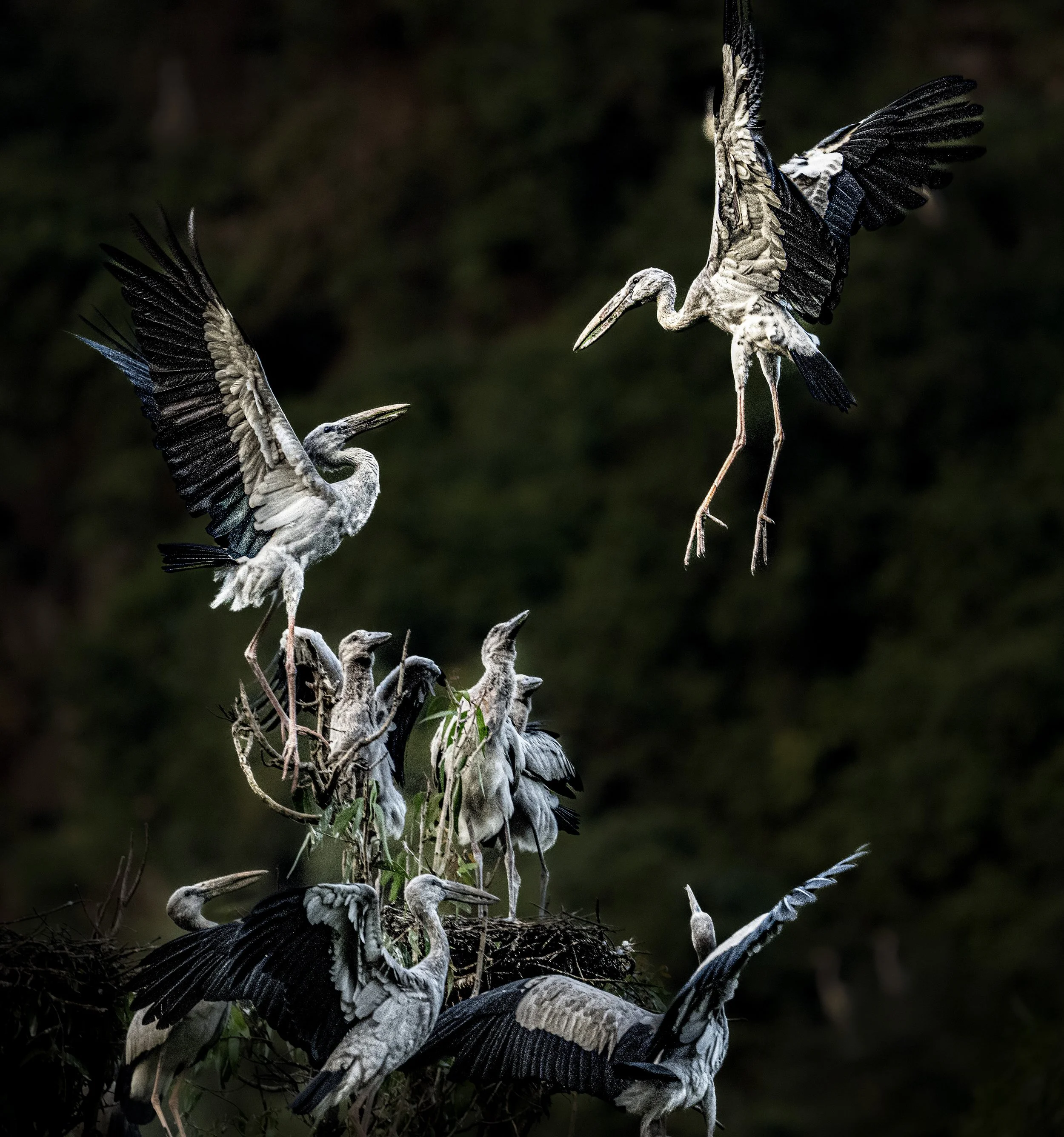 _NZ92992 copy Col copy 2.jpg